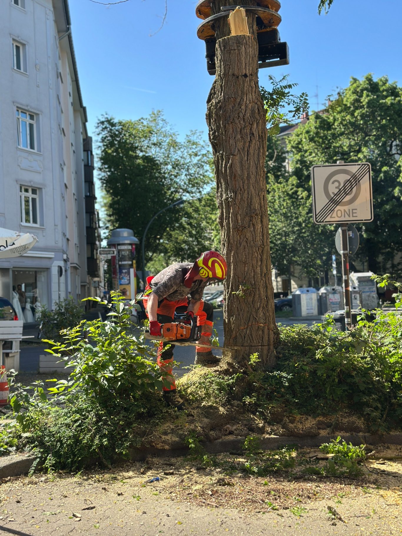 Baumfällung